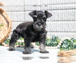 Puppy Bella Schnauzer (Miniature)