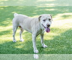 Small #4 Labrador Retriever Mix