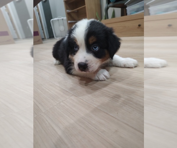 Medium Photo #19 Australian Shepherd Puppy For Sale in TUSCUMBIA, AL, USA