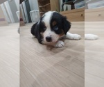 Small Photo #19 Australian Shepherd Puppy For Sale in TUSCUMBIA, AL, USA