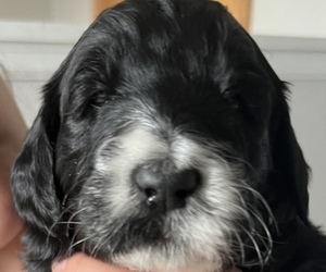 Double Doodle Puppy for sale in JEWELL, IA, USA