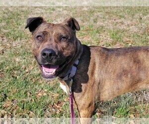 American Pit Bull Terrier-Unknown Mix Dogs for adoption in Millersville, MD, USA
