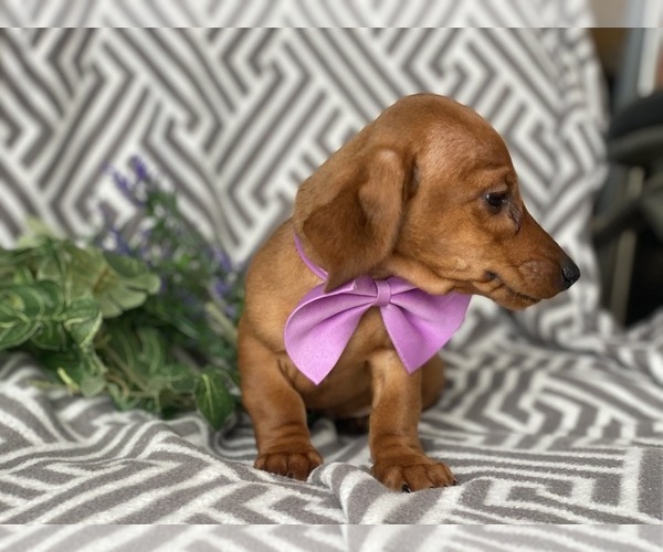 Medium Photo #5 Dachshund Puppy For Sale in CEDAR LANE, PA, USA