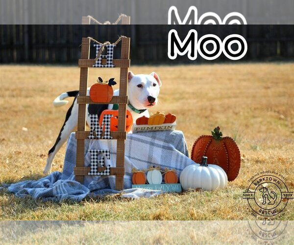Medium Photo #3 Bull Terrier Puppy For Sale in Bardstown, KY, USA