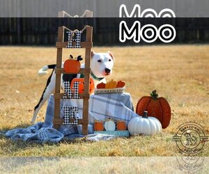Moo - Female Bull Terrier Dog for Adoption - Photo #3