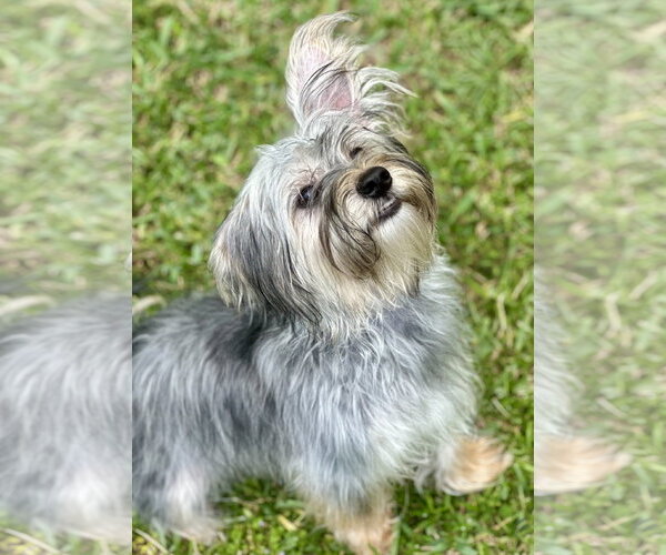 Medium Photo #6 Maltese-Unknown Mix Puppy For Sale in Valrico, FL, USA