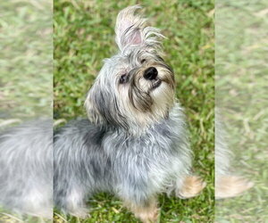 Thunder - Male Maltese-Unknown Mix Dog for Adoption - Photo #6