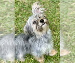 Small Photo #6 Maltese-Unknown Mix Puppy For Sale in Valrico, FL, USA