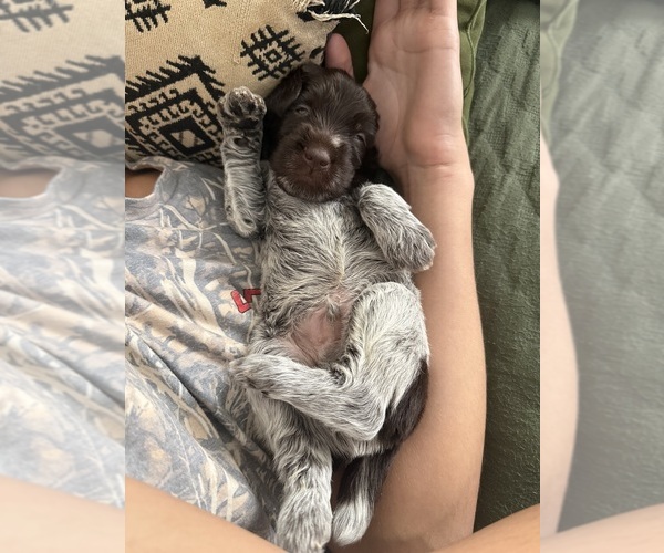 Medium Photo #2 Wirehaired Pointing Griffon Puppy For Sale in CADYVILLE, NY, USA