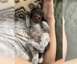 Litter of 12 - Male(s) and Female(s) Wirehaired Pointing GriffonLitter of Puppies for Sale - Photo #2