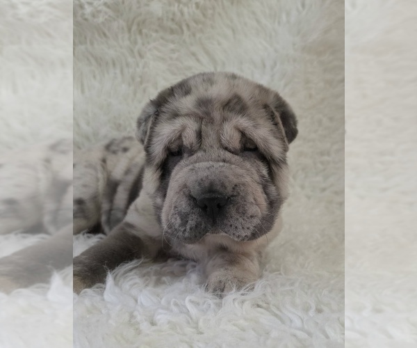 Medium Photo #1 Chinese Shar-Pei Puppy For Sale in HARTVILLE, MO, USA