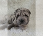 Mercedes - Female Chinese Shar-Pei Puppy for Sale - Small photo