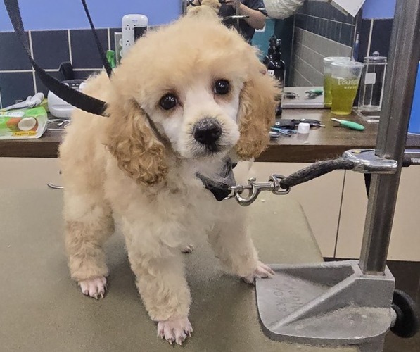 Medium Photo #1 Poodle (Miniature) Puppy For Sale in UNADILLA, NY, USA