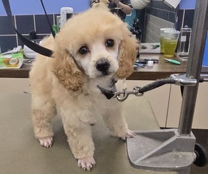 Poodle (Miniature) Puppy for sale in UNADILLA, NY, USA