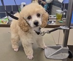 Image preview for Ad Listing. Nickname: Little Girl