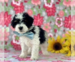 Medium Poodle (Miniature)