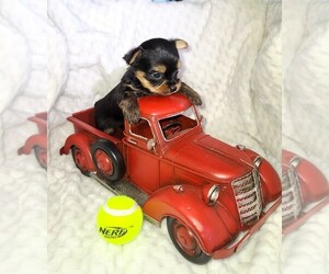 Yorkshire Terrier Puppy for Sale in ELBERTON, Georgia USA