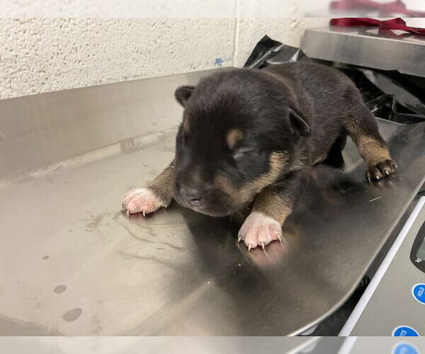 Medium Photo #1 German Shepherd Dog-Unknown Mix Puppy For Sale in San Bernardino, CA, USA