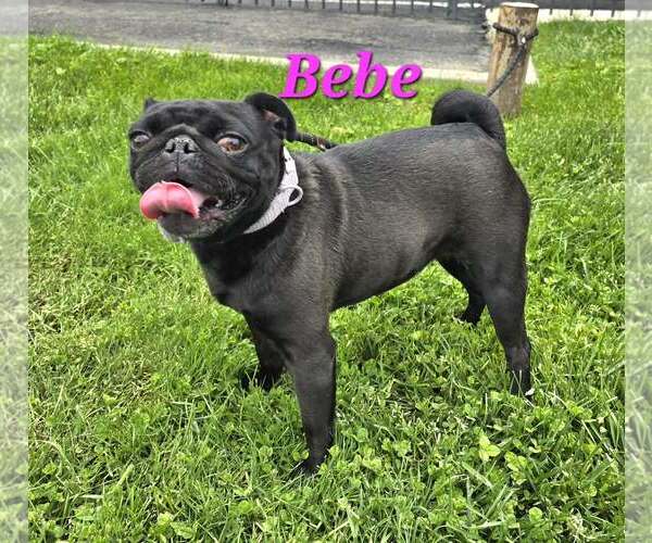 Medium Photo #1 Pug-Unknown Mix Puppy For Sale in Modesto, CA, USA