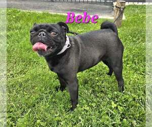 Pug-Unknown Mix Dogs for adoption in Modesto, CA, USA