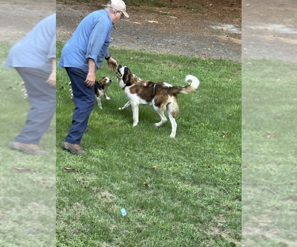 Medium Photo #1 Saint Berdoodle Puppy For Sale in DINWIDDIE, VA, USA