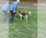 Small Photo #1 Saint Berdoodle Puppy For Sale in DINWIDDIE, VA, USA