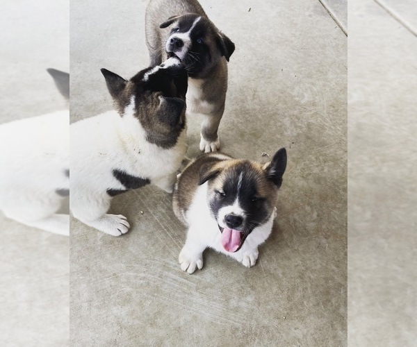 Medium Photo #5 Akita-Alusky Mix Puppy For Sale in SAN JACINTO, CA, USA
