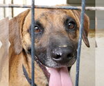 Small #5 Boxer-Mountain Cur Mix