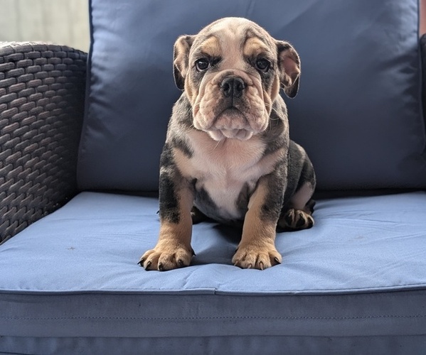 Medium Photo #13 English Bulldog Puppy For Sale in GOSHEN, IN, USA