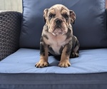 Small #12 English Bulldog