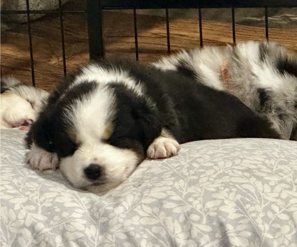 Medium Photo #8 Miniature Australian Shepherd Puppy For Sale in CRESTLINE, CA, USA