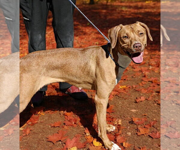 Medium Photo #7 American Pit Bull Terrier-Unknown Mix Puppy For Sale in Talladega, AL, USA