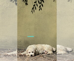 Poodle (Miniature) Dogs for adoption in Woodland Hills, CA, USA