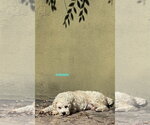 DARWIN - Male Poodle (Miniature) Dog for Adoption - Small photo