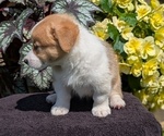 Small Photo #21 Pembroke Welsh Corgi Puppy For Sale in GOSHEN, IN, USA