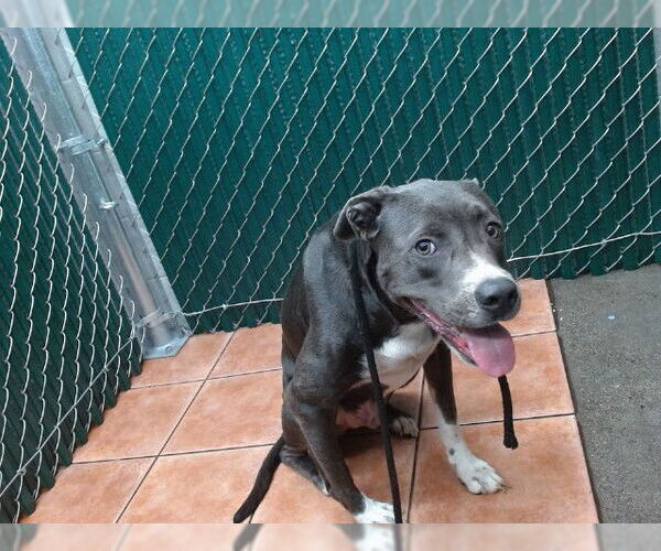 Medium Photo #1 American Pit Bull Terrier Puppy For Sale in Downey, CA, USA