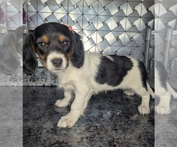 Medium Photo #4 Doxle Puppy For Sale in GOSHEN, IN, USA