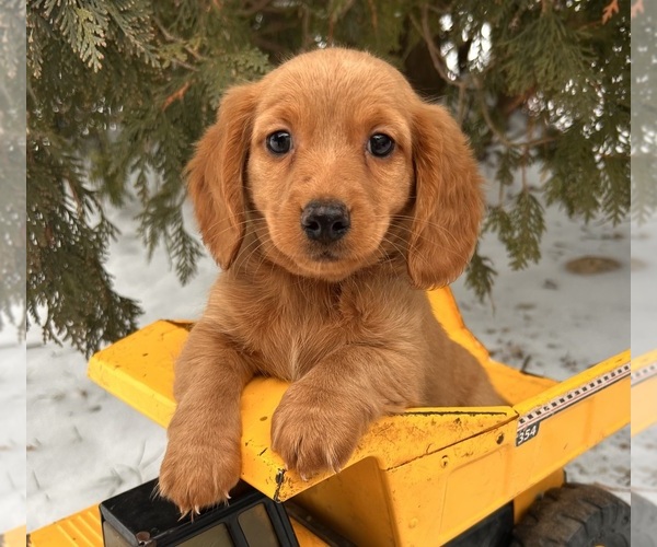 Medium Photo #1 Dachshund Puppy For Sale in MIDDLEBURY, IN, USA