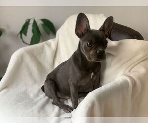 French Bulldog Puppy for sale in HILLSBORO, OR, USA