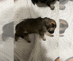Small German Shepherd Dog