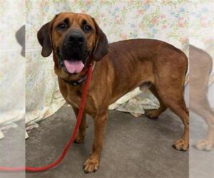 Mastiff Dogs for adoption in Rosenberg, TX, USA