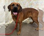 BUDD - Male Mastiff Dog for Adoption - Small photo