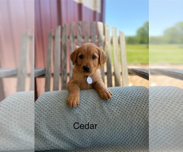 Medium Photo #1 Golden Retriever Puppy For Sale in MARSHFIELD, MO, USA