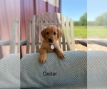 Image preview for Ad Listing. Nickname: Litter of 7