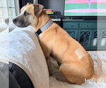 Small #7 Labrador Retriever Mix