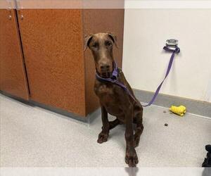 Doberman Pinscher Dogs for adoption in Rancho Cucamonga, CA, USA