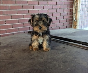 Biewer Yorkie-Yorkshire Terrier Mix Puppy for sale in WAUSEON, OH, USA