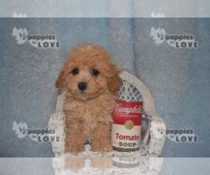 Poodle (Toy) Puppy for sale in SANGER, TX, USA