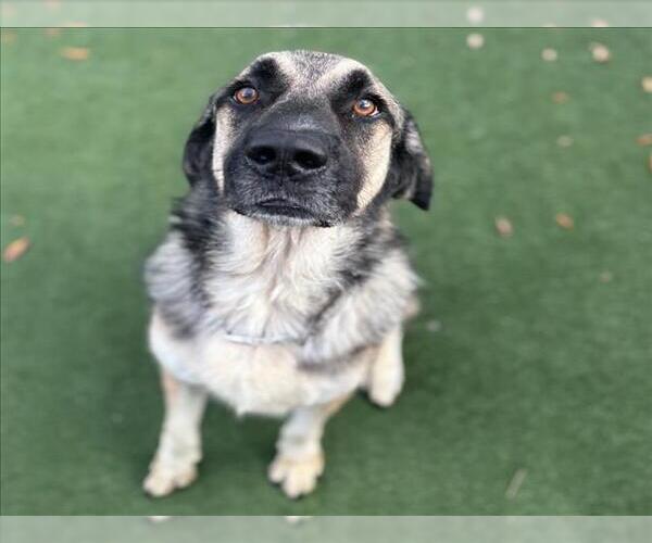 Medium Photo #2 Anatolian Shepherd-Unknown Mix Puppy For Sale in Texas City, TX, USA