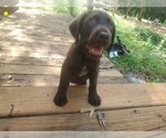 Small #1 Wirehaired lab